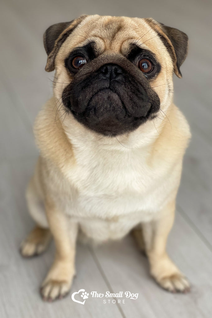 Welcome to Our Adorable Pug Merchandise Collection!